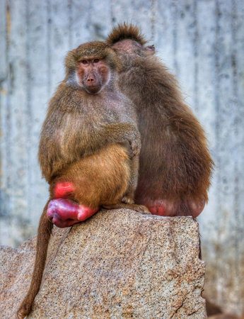 A vertical shot of a couple of monkeys sitting on top of a rock in the zooの写真素材