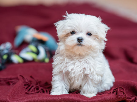 A closeup portrait of an adorable fluffy domestic dog sitting on a Burgundy blanket