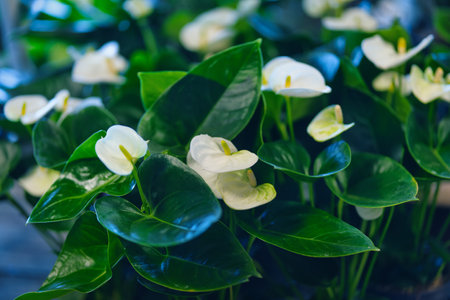 The small Antrium white flowers with green leavesの写真素材