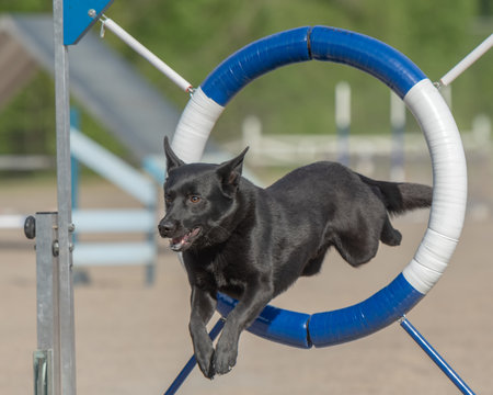An Australian Kelpie jumping over an agility hurdleの写真素材