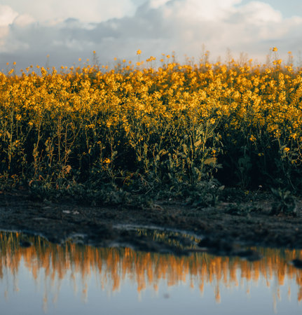 A field with yellow flowers reflected on a lakeの写真素材