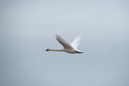 A closeup of a flying swan against a cloudy skyの写真素材