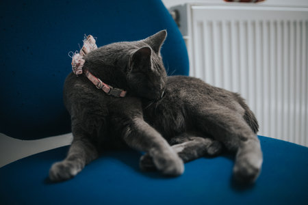 A closeup shot of a cute gray kitten licking itselfの写真素材
