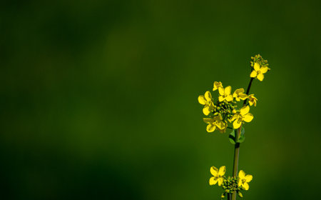 Yellow flowers against a blurred green backgroundの写真素材