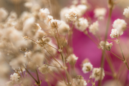 A closeup shot of dried beautiful flowersの写真素材