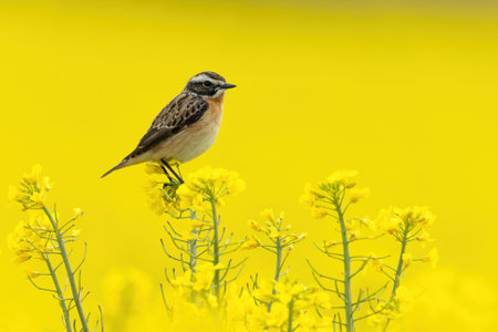 A selective focus shot of an exotic bird on a field filled with yellow flowersの写真素材