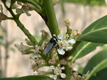 A closeup shot of a march fly perched on a laurel