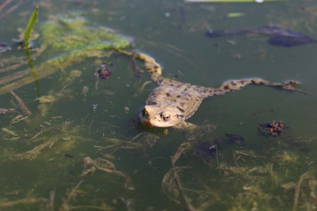 A frog leaving the wintering place and gathering in shallow water bodiesの写真素材