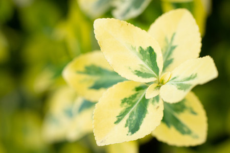 A closeup shot of fortune euonymus for wallpaper and backgroundの写真素材