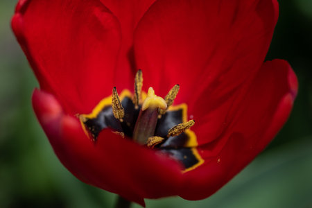 A closeup shot of red tulips in the gardenの写真素材