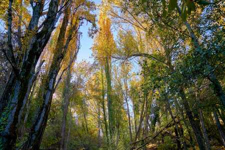 A beautiful shot of forest trees in early fallの写真素材