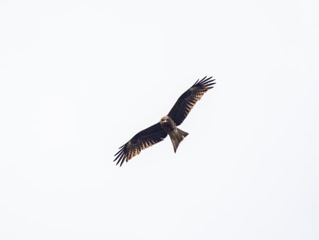 A scenic view of a Black-eared kite flying in the air on a clear sky backgroundの写真素材