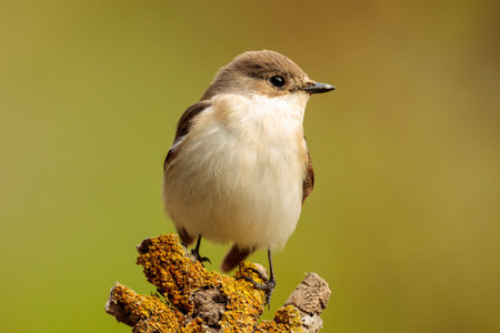 Front view of spring migrant female Pied flycatcher Ficedula hypoleuca perched on lichenised branch...
