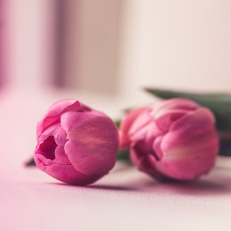 A selective focus shot of the pink tulips - perfect for a backgroundの写真素材