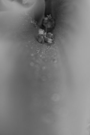 A grayscale closeup shot of a waterdropの写真素材
