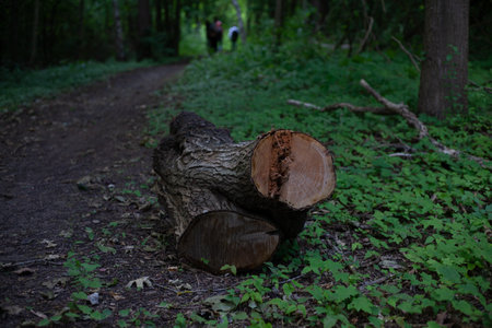 Cut firewood on forest groundの写真素材