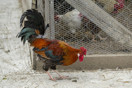 A selective focus shot of big rooster at farm