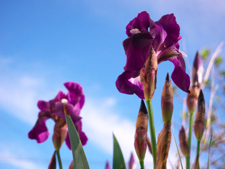 A selective focus shot of delicate iris flowersの写真素材