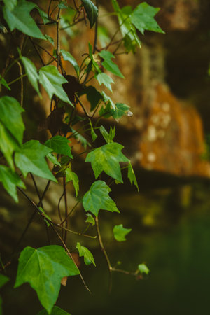 A vertical shot of a plant with green leaves and a lake with a silhouette of buildings on the shoreの写真素材