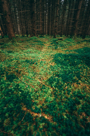 A beautiful forest scene in the Bavarian forest. Bright moss and bushes can be seen in the foreground.の写真素材
