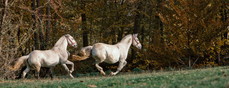 A panoramic shot of white horses running on a green field under sunlightの写真素材