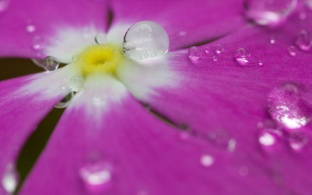 A closeup shot of a purple primrose covered in dewdropsの写真素材