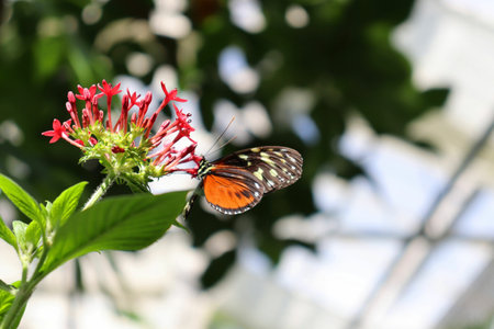 A closeup shot of a Milkweed butterfly on a flower on Mainau island in Lake Constanceの写真素材