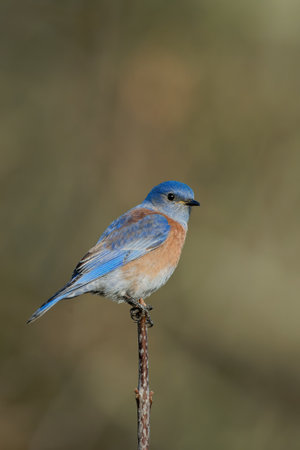 A closeup shot of an eastern bluebird sitting on a tree branch with blurred backgroundの写真素材