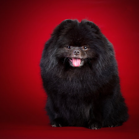 A portrait of the black pomeranian spitz on a red backgroundの写真素材