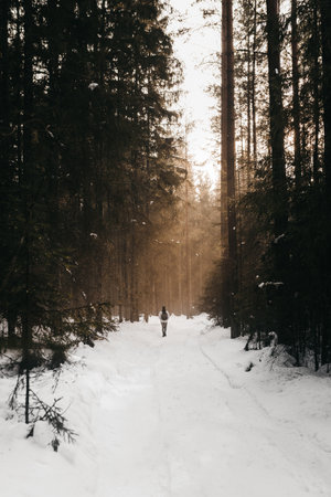 A vertical shot of a person walking in a forest covered in trees and snow under the sunlightの写真素材