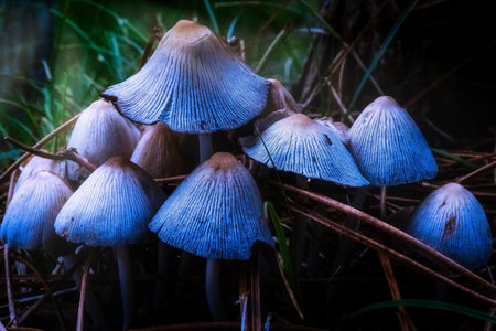 A closeup shot of cap wild mushrooms in a forestの写真素材