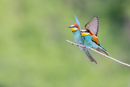 A closeup of two colorful European bee-eater birds perched on a stickの写真素材