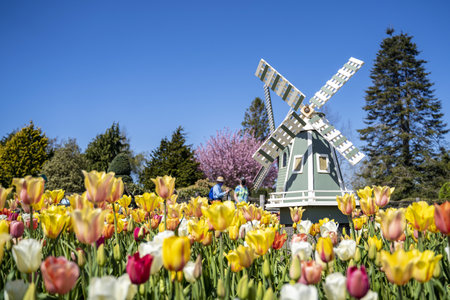 A beautiful scenery of a field of tulips with a windmillの写真素材