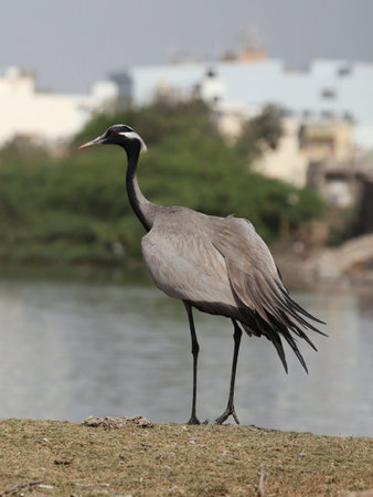 A vertical shot of a Demoiselle crane bird perched on the groundの写真素材
