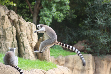 A ring-tailed lemur jumping in a zoの写真素材