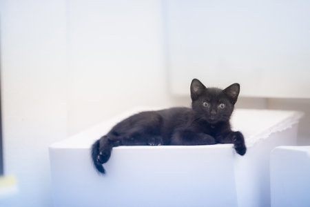 A closeup shot of a cute black kitten lying on a white surfaceの写真素材