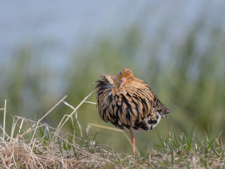 A closeup shot of a male ruff showing its feather collar on a blurred backgroundの写真素材