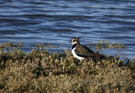 A selective focus shot of Northern Lapwing  (Vanellus) in the grassの写真素材