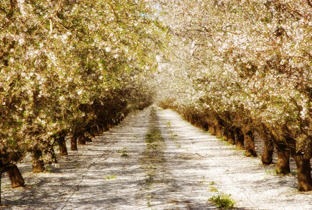 Vanishing point between rows of white blossoming almond trees in Californiaの写真素材