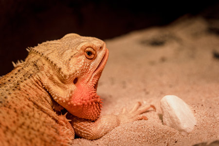 A closeup shot of a central bearded dragon in the sandの写真素材