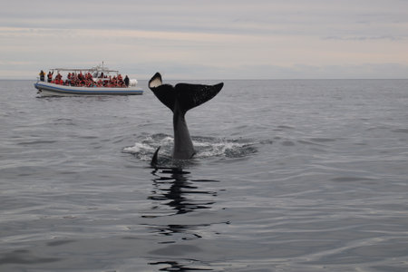 group of tourists on a boat watching a killer whale or orca (Orcinus orca) splashing its tail into the water, Puerto Piramides, Patagonia, Argentinaの写真素材