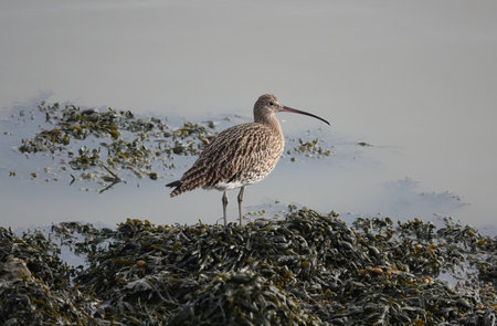 A far Eastern curlew perched on plantsの写真素材