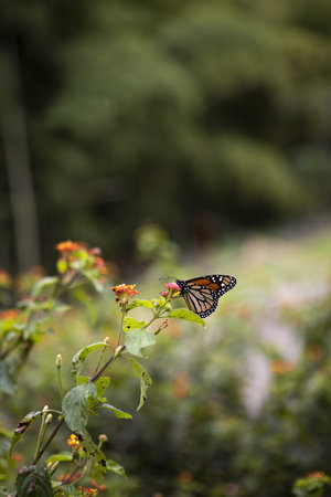 A vertical shot of a Monarch butterfly perched on a flower