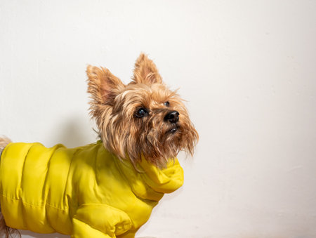 Dog in a yellow jacket to protect himself from the cold. Yorkshire with a yellow jacket to ward off the cold.の写真素材