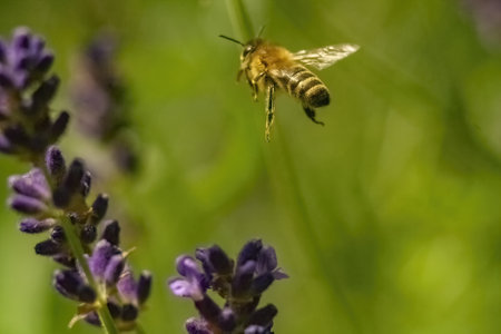 A closeup of a bee flying towards English lavender in a field under the sunlight with a blurry...
