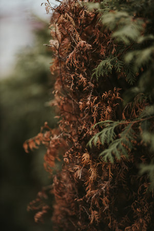 A vertical shot of withered cypress tree framed with fresh cypress leavesの写真素材