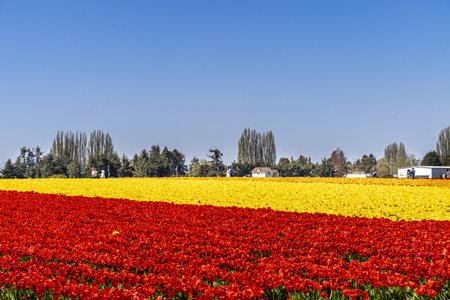 A beautiful scenery of a field of colorful tulips