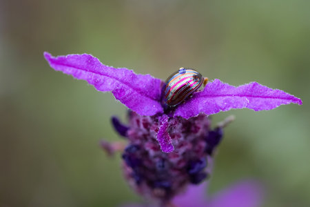 A beautiful brightly colored beetle on a purple flower - in its natural environment.の写真素材