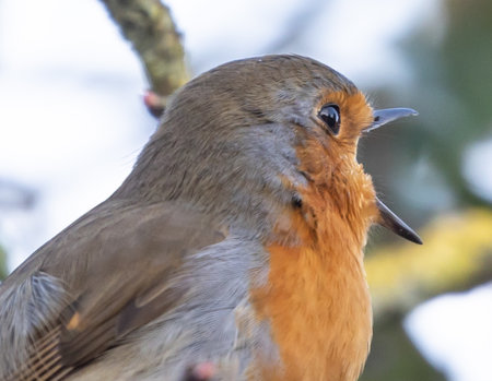 A closeup shot of a singing European robin perched on a branchの写真素材
