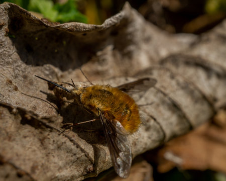 A macro shot of a bee fly on a leafの写真素材
